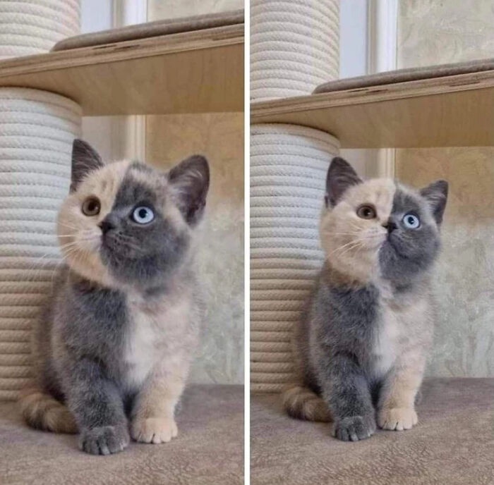 Meet the charming Harlequin kitty!