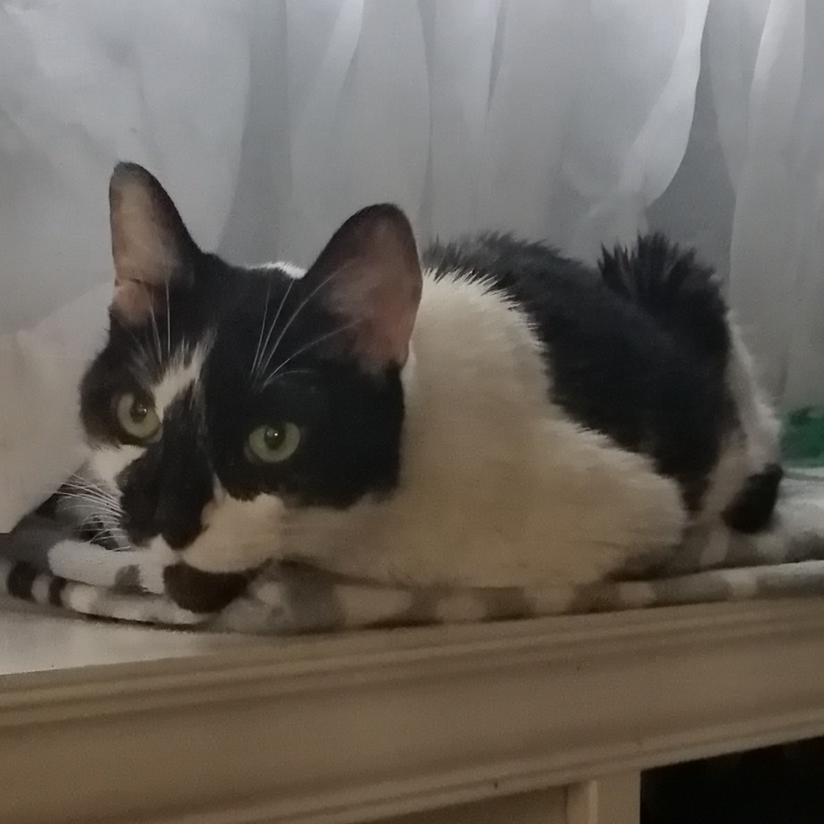 Farewell to Clover: A Heartfelt Tribute