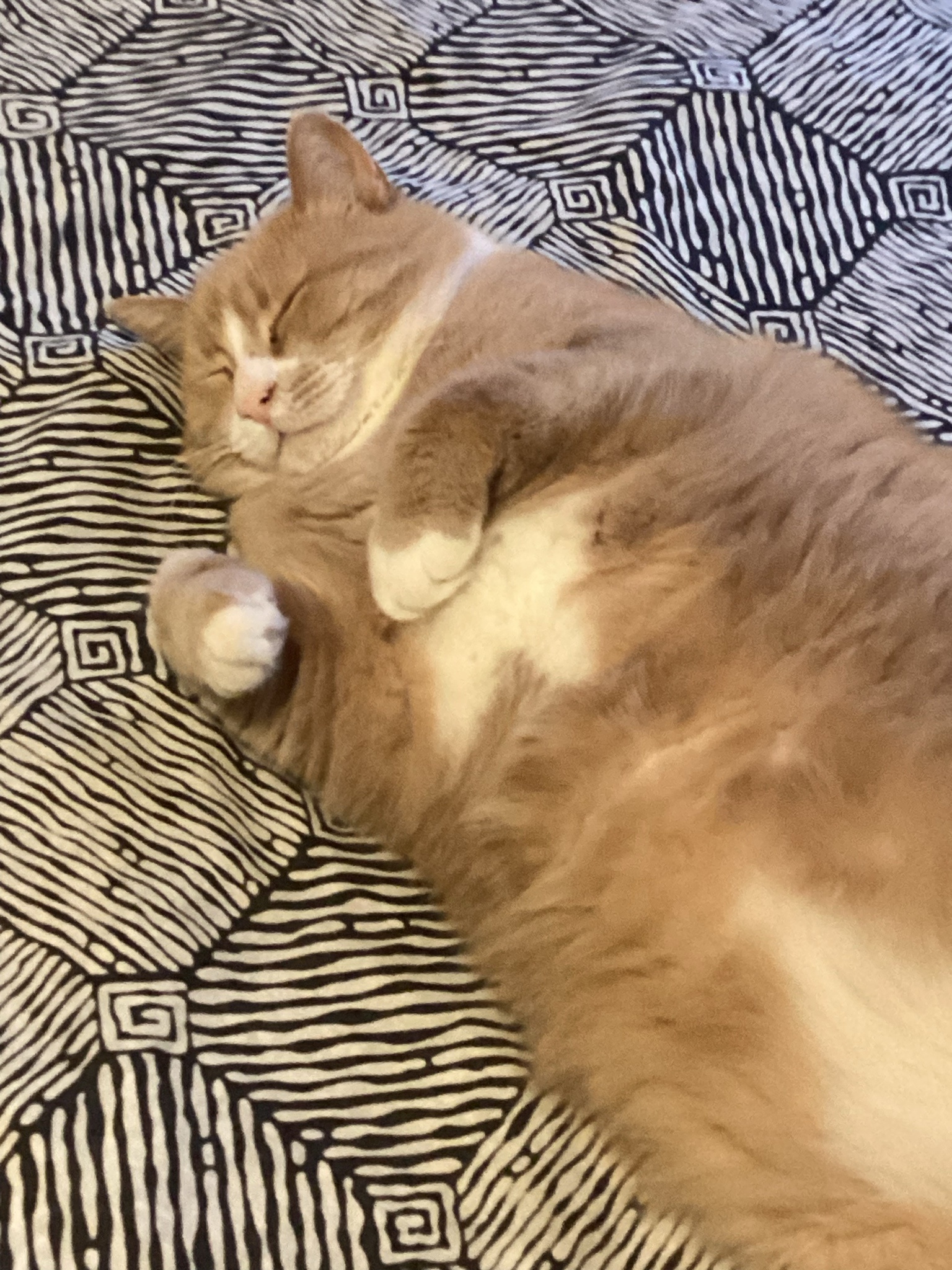 Fatrick's Adorable Moments