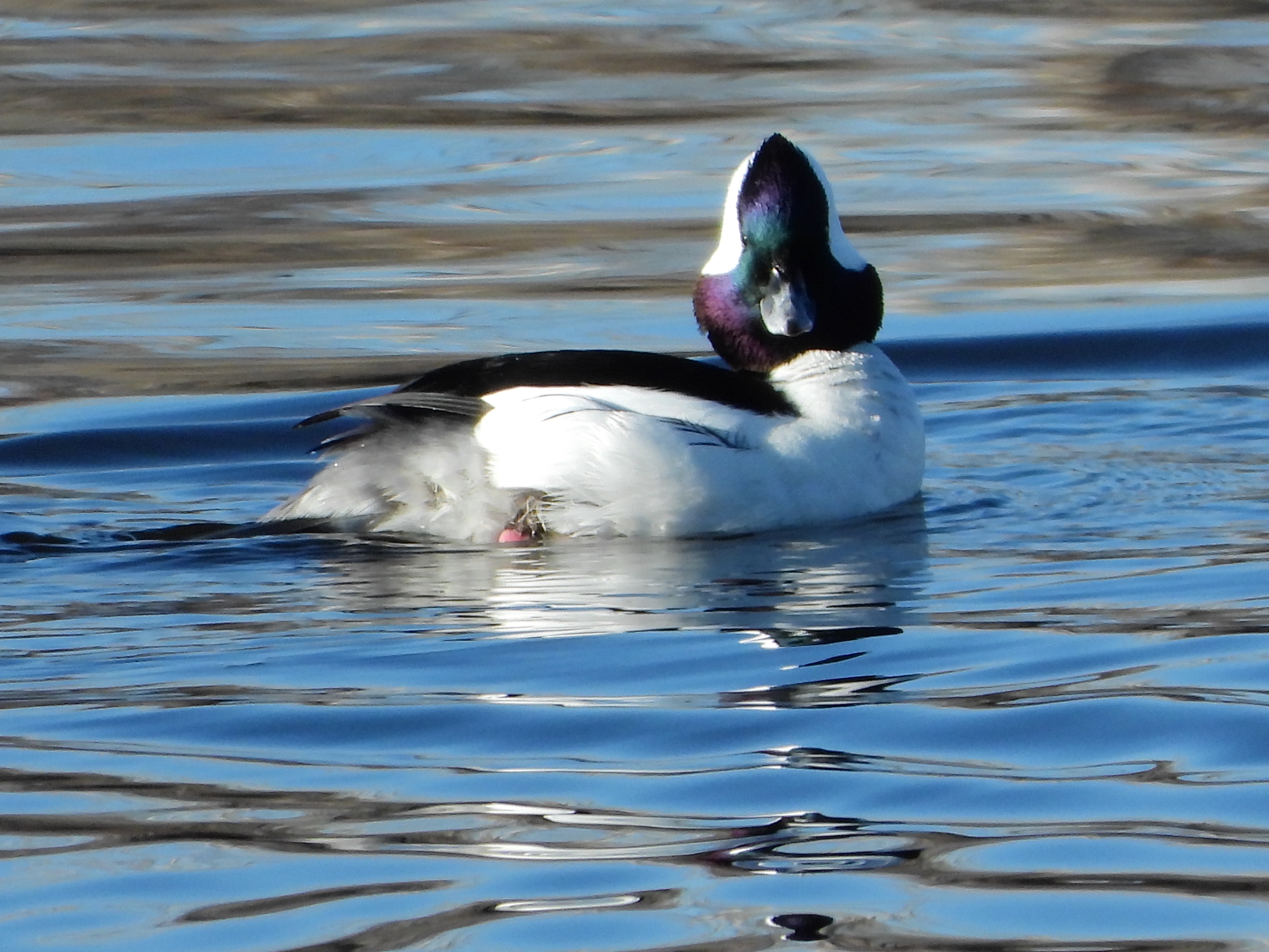 The Great Birdwatching Adventure: Eagle, Merganser, Shoveler, and Hawk