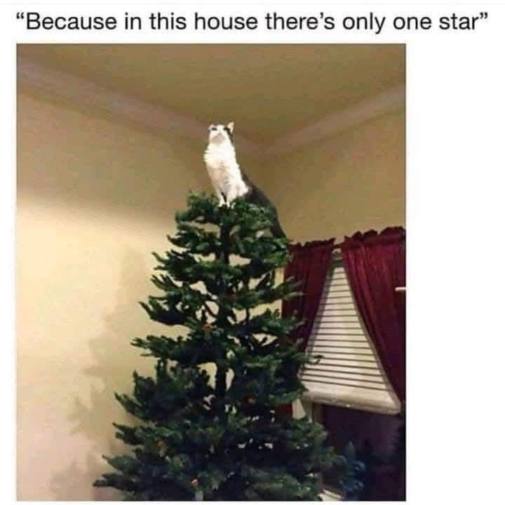 A Collection of Memes for These Challenging Times 1623