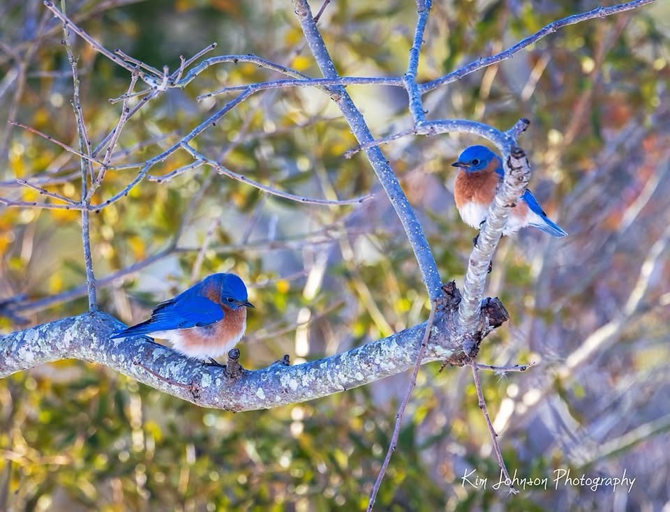 Charming Bluebirds in Flight