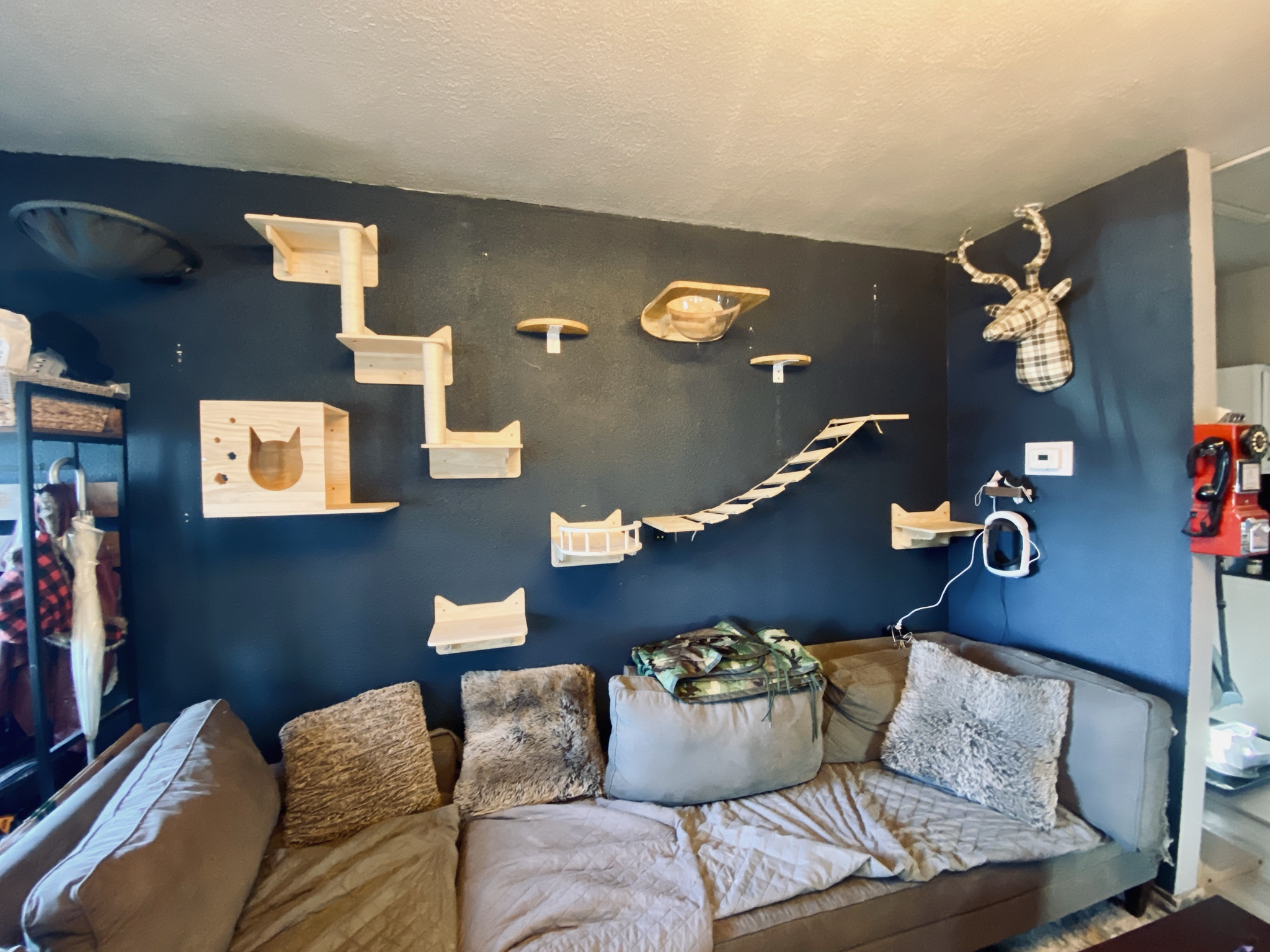 Will They Approve of This Creative Cat Wall?