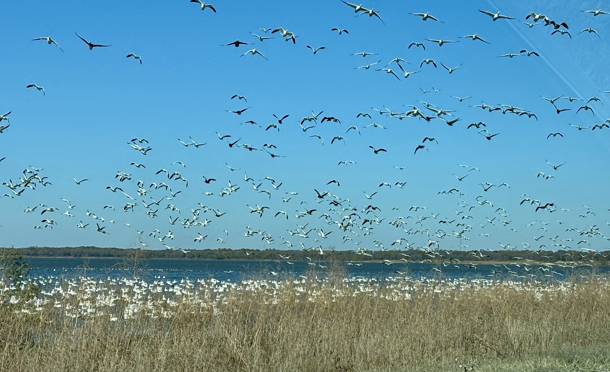An abundance of geese