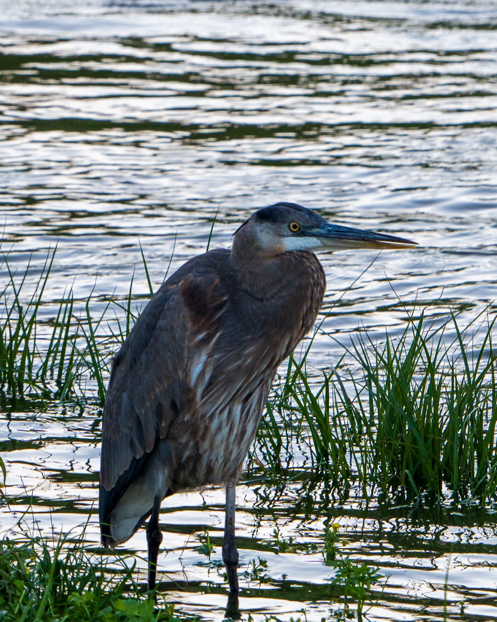 This Great Blue Heron: A Master of Many Shapes