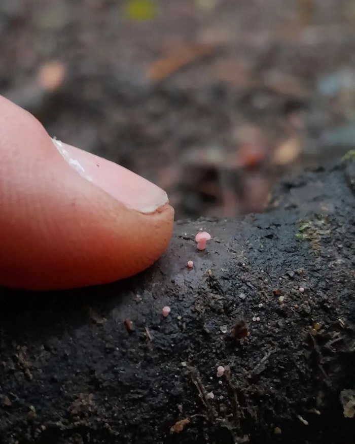 Tiny Mushrooms, Big Smiles!