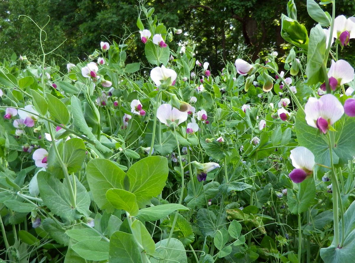 A Bountiful Harvest of Winter Peas