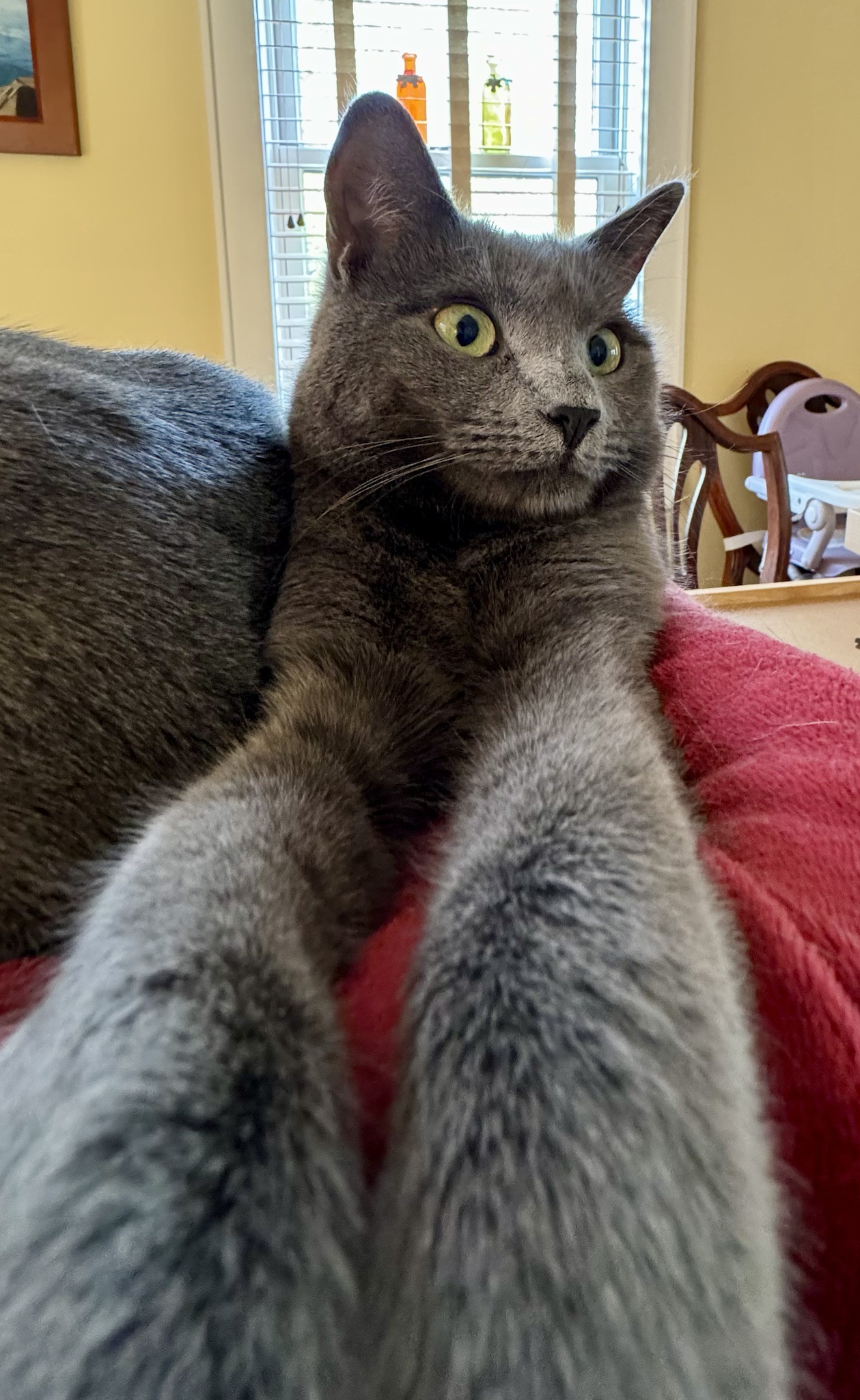 The Elusive Long Arm of the Kat (Pidge)