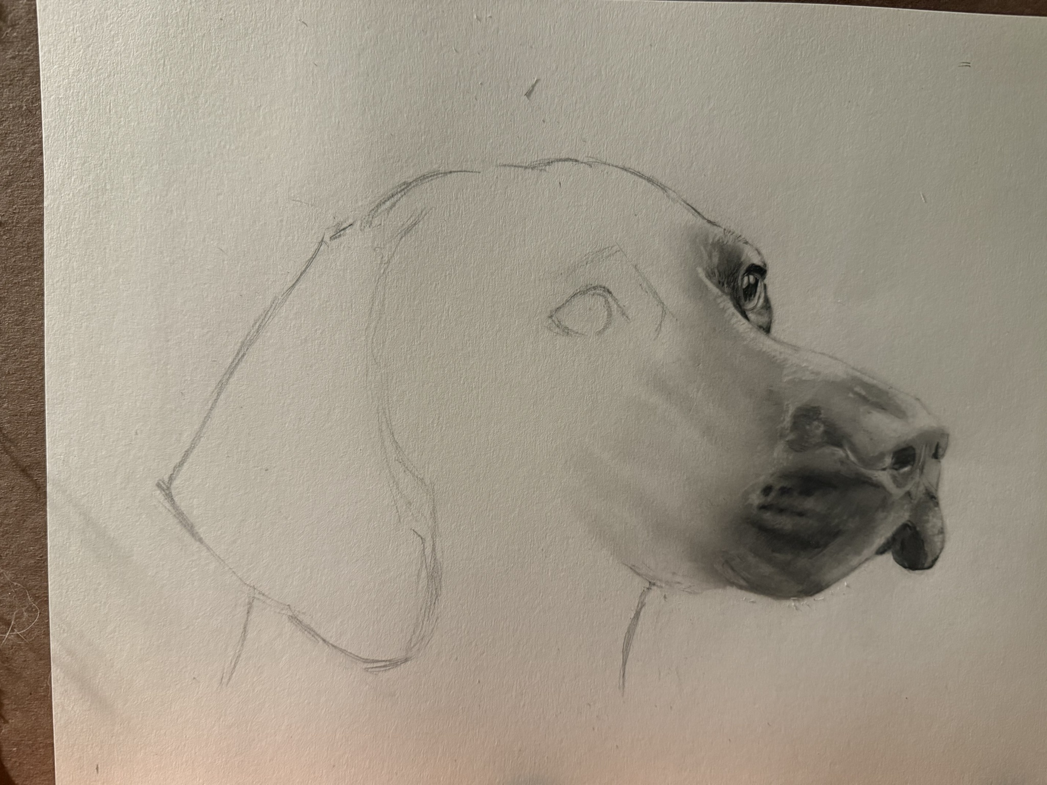 The Journey of Drawing a Puppy