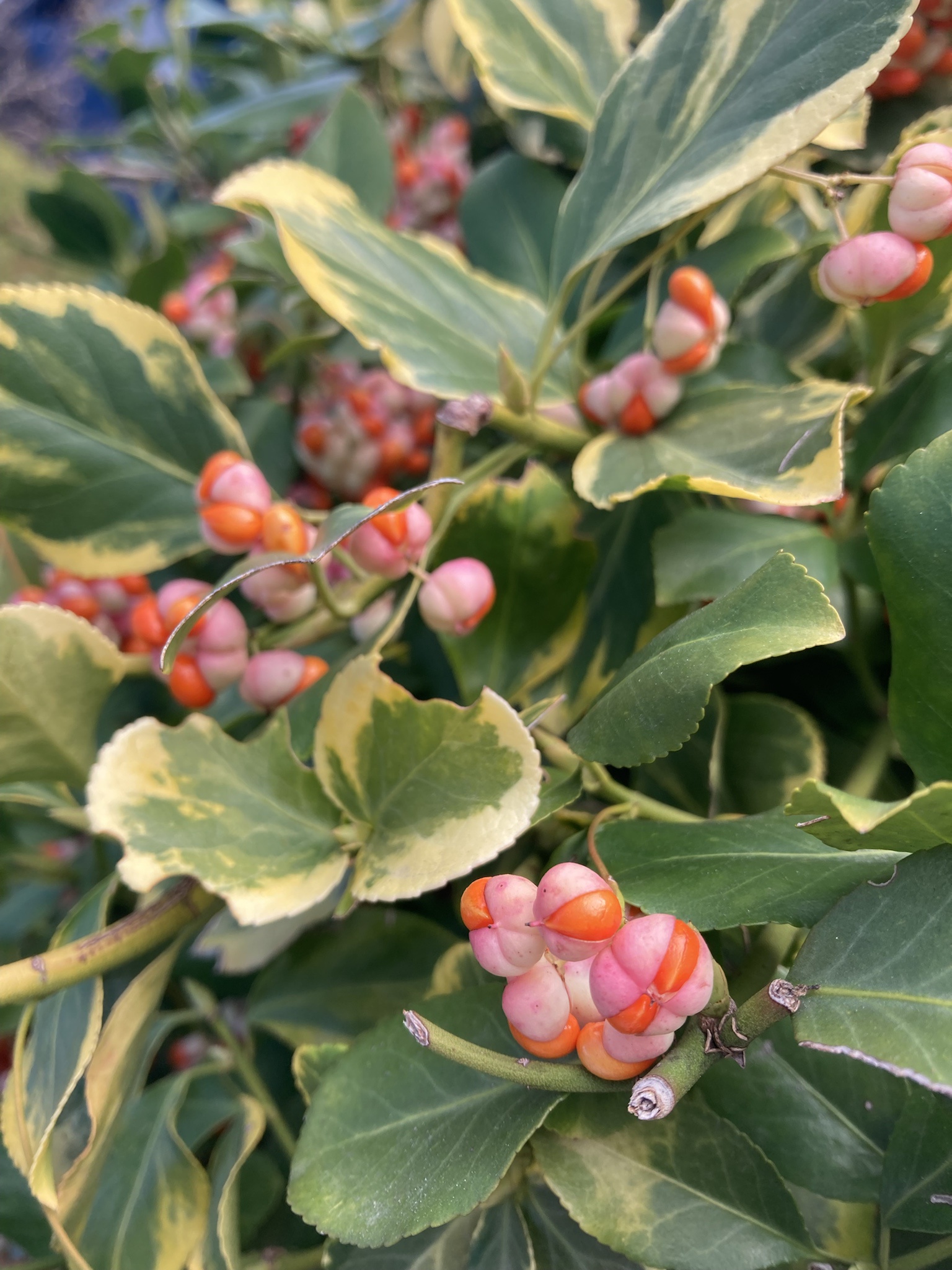 Can anyone identify these mysterious berries?