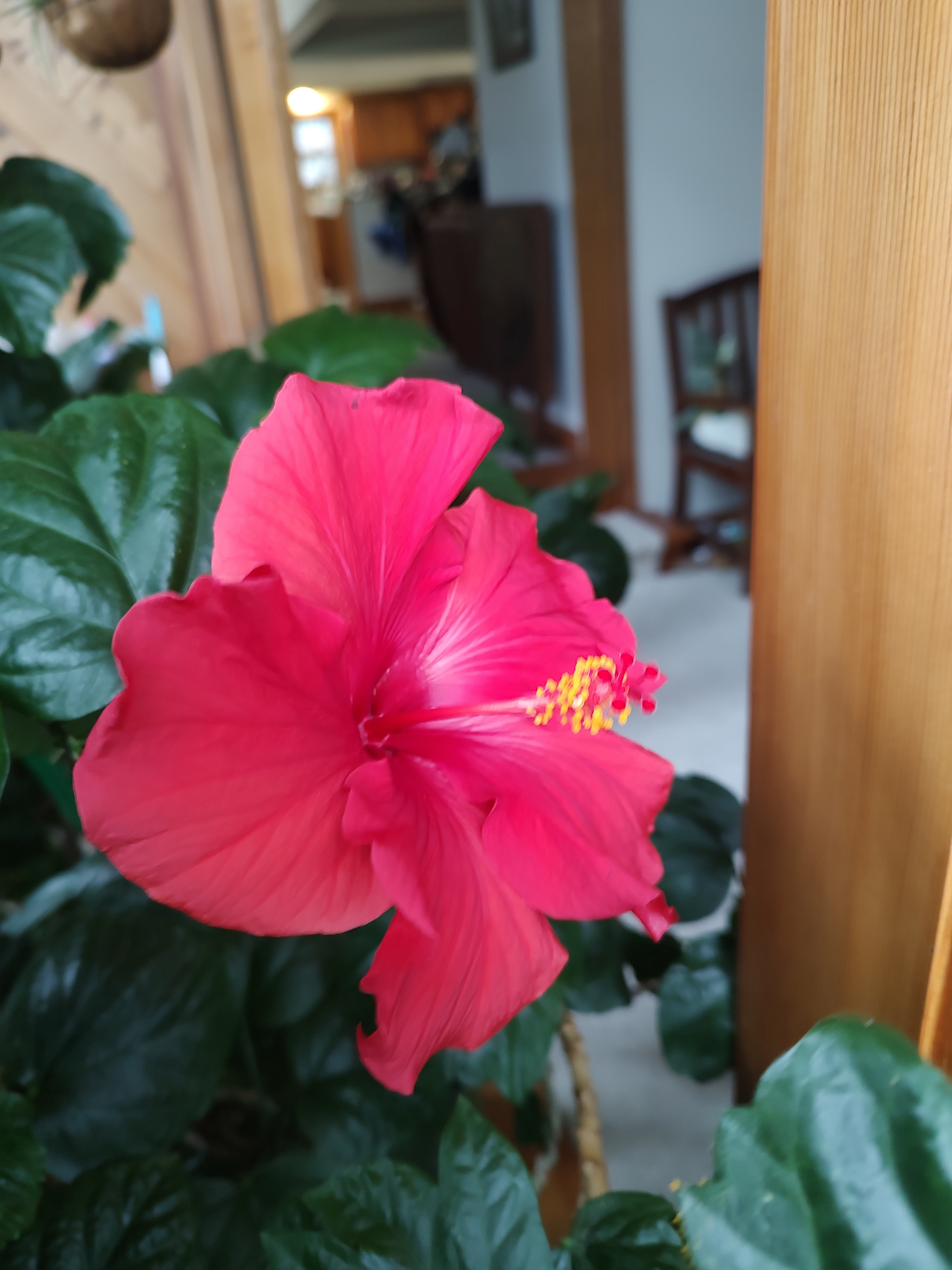Today's Stunning Hibiscus Blooms