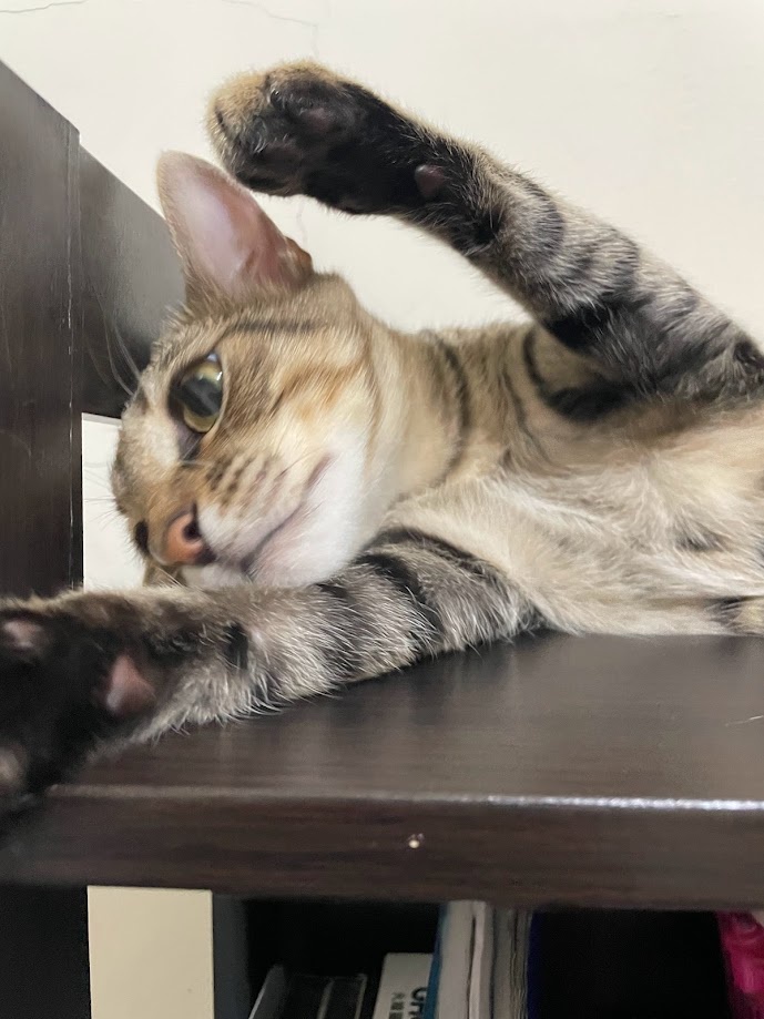 Just a cute cat doing cat things