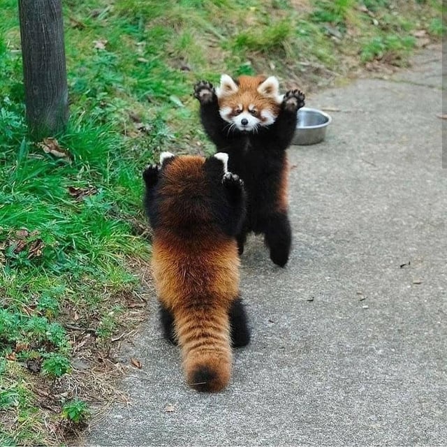 Meet the adorable Red Panda RHM!