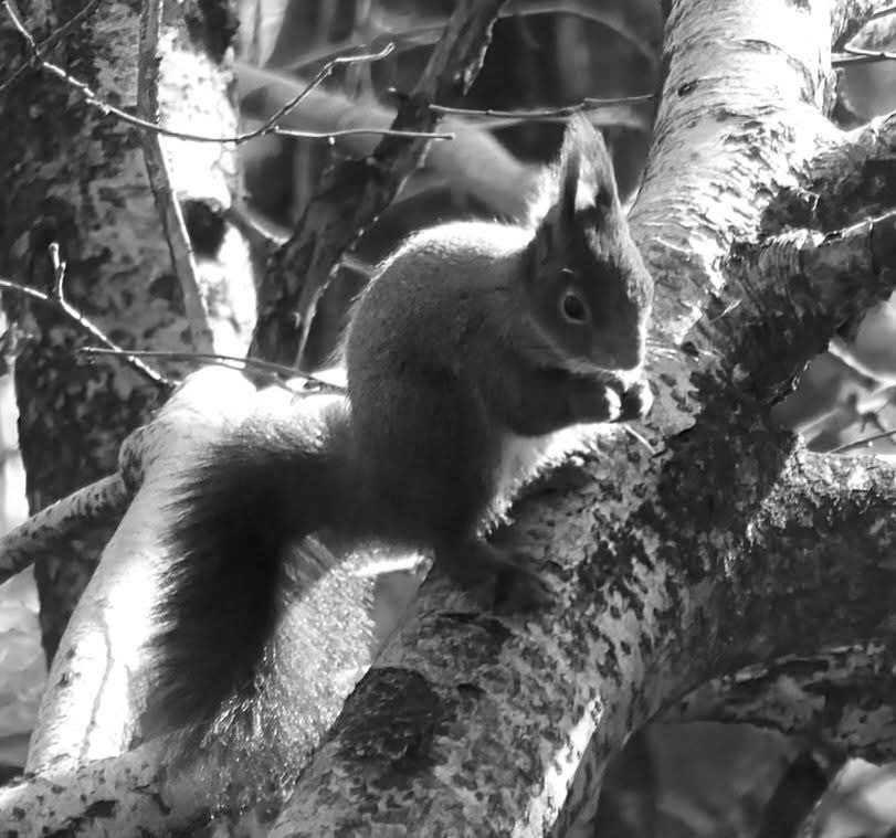 The Squirrel: Nature's Adorable Acrobat