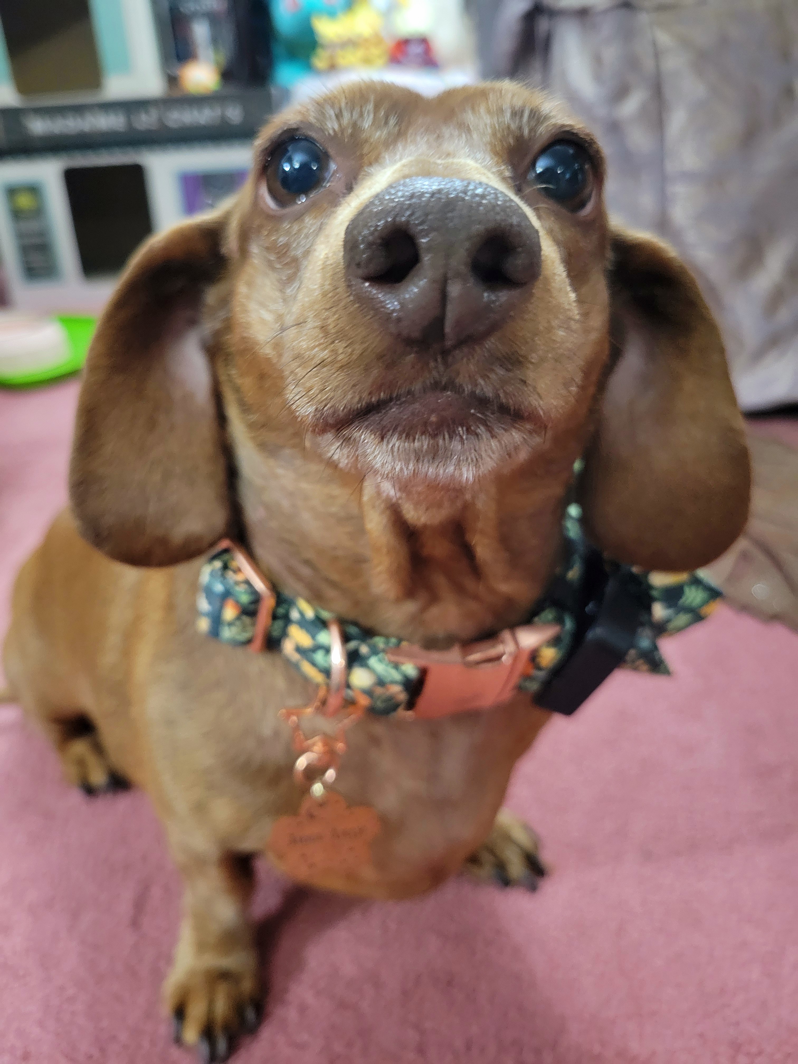 Meet My Adorable Pup Tiger Lilly: Photo #701