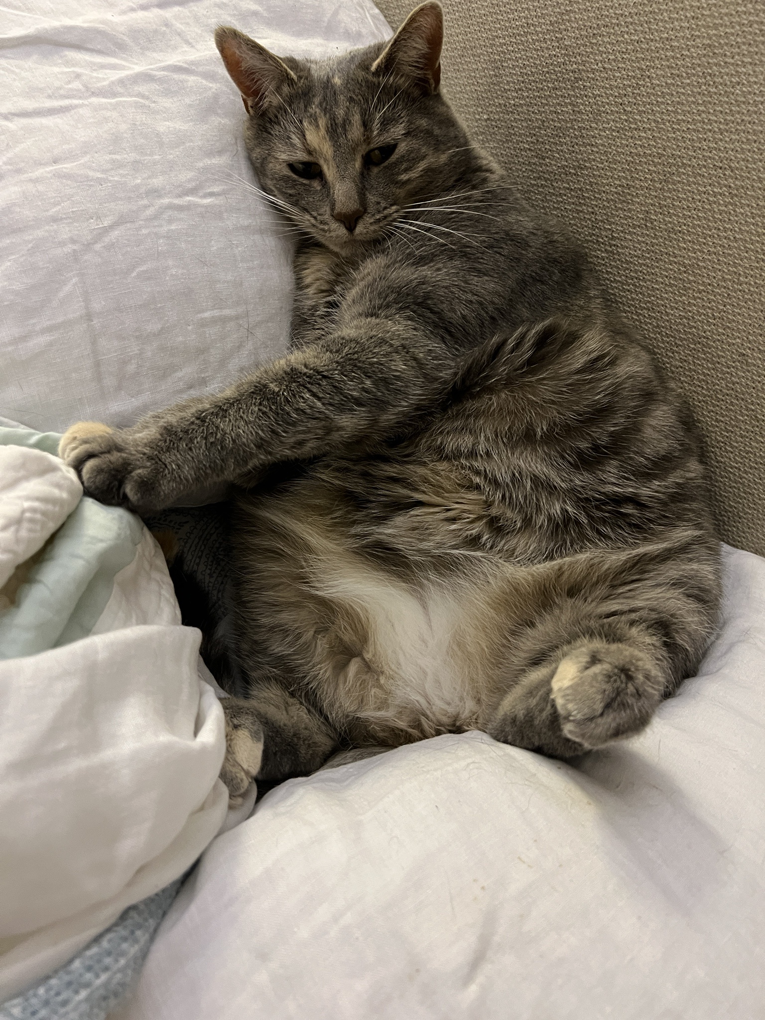 A Daily Cat Picture to Brighten Your Day