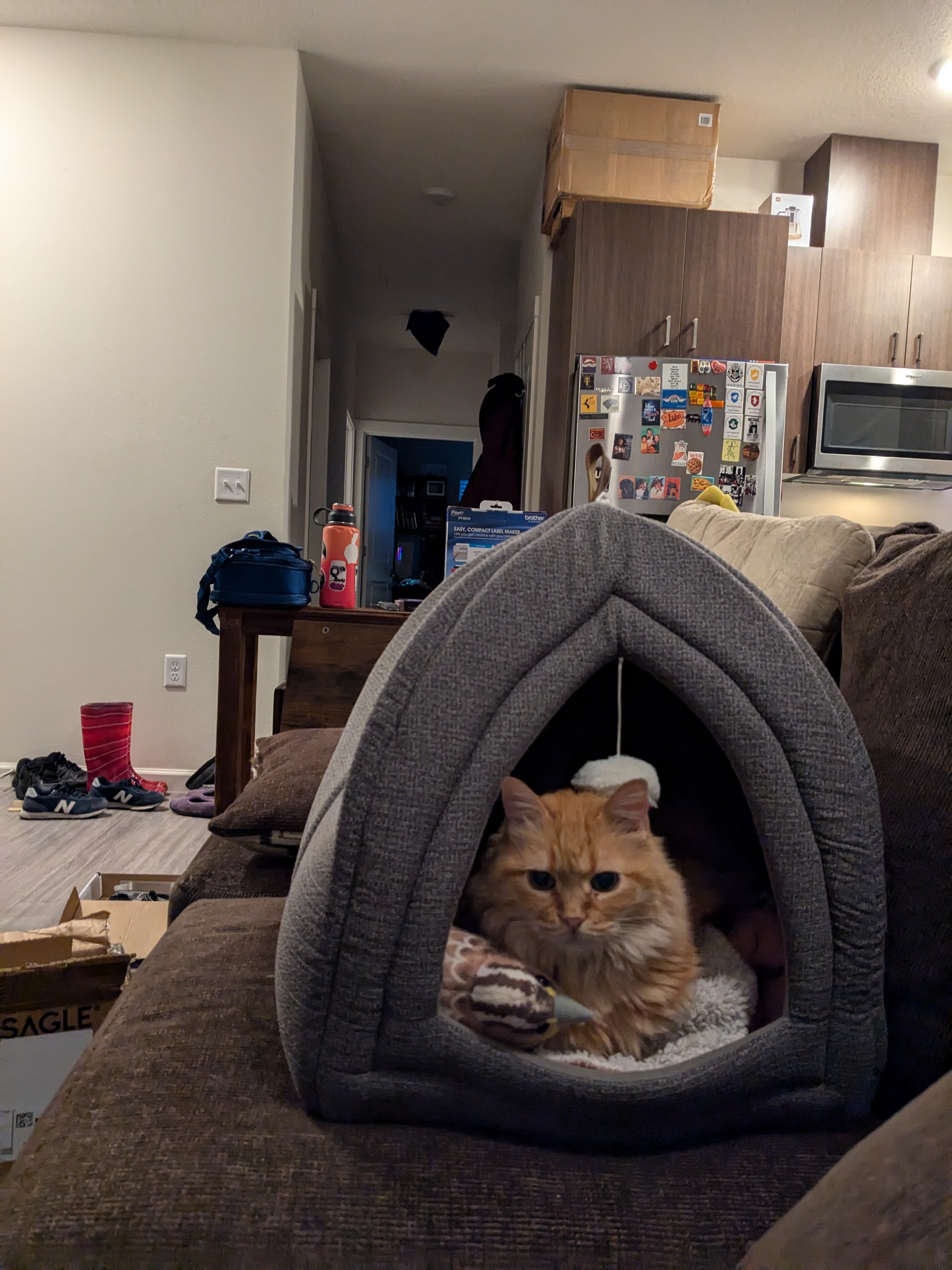 Princess Mimi Celebrates Caturday with Couch Adventures