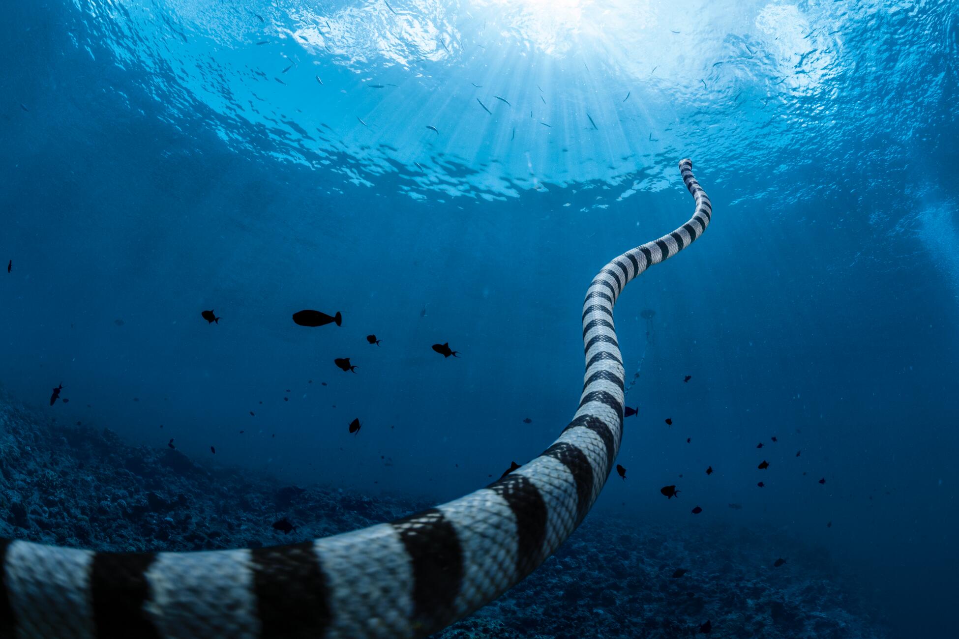 Meet the Sea Krait: Nature's Fascinating Serpent