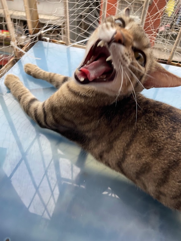 Another adorable cat moment