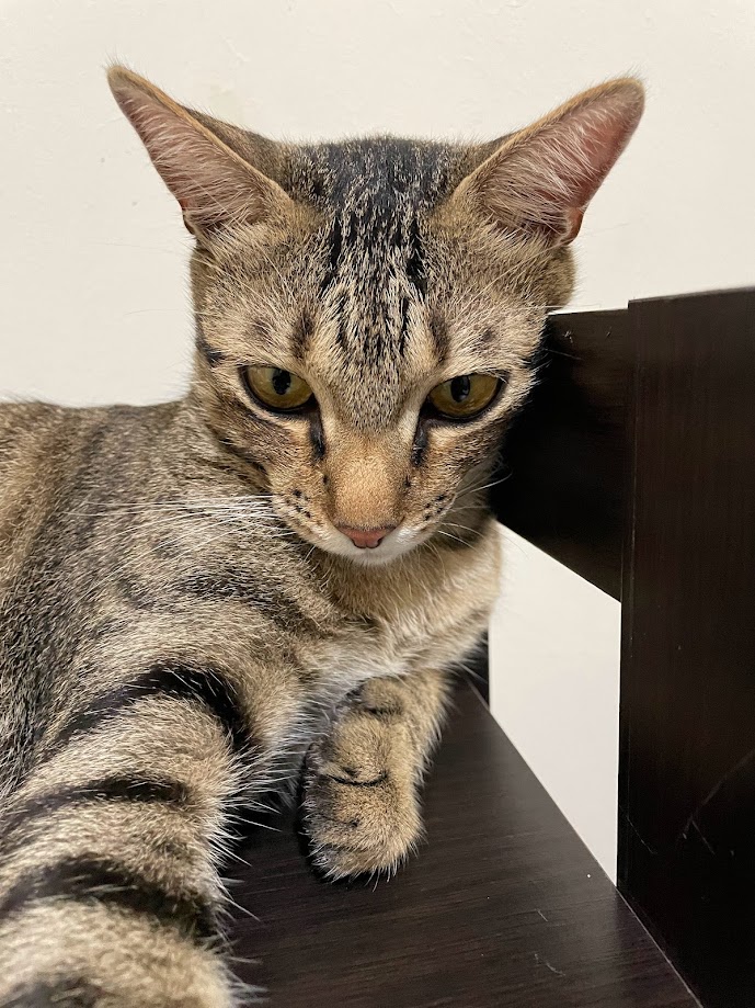 The Adorable Cat: A Feline's Day in the Spotlight