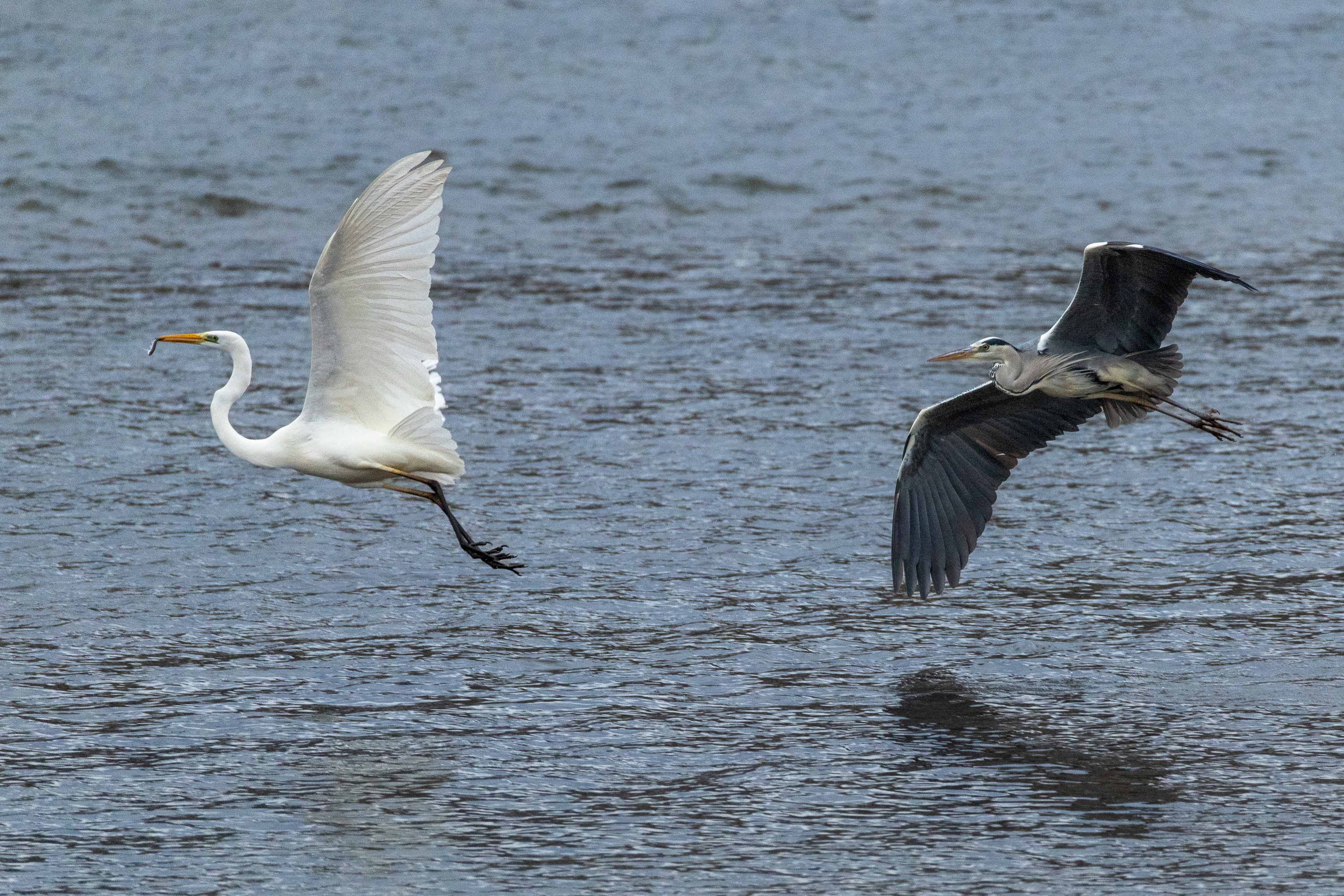 Give me that fish and show off those wings!