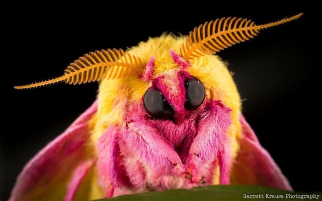 The Resurrection of the Rosie Maple Moth