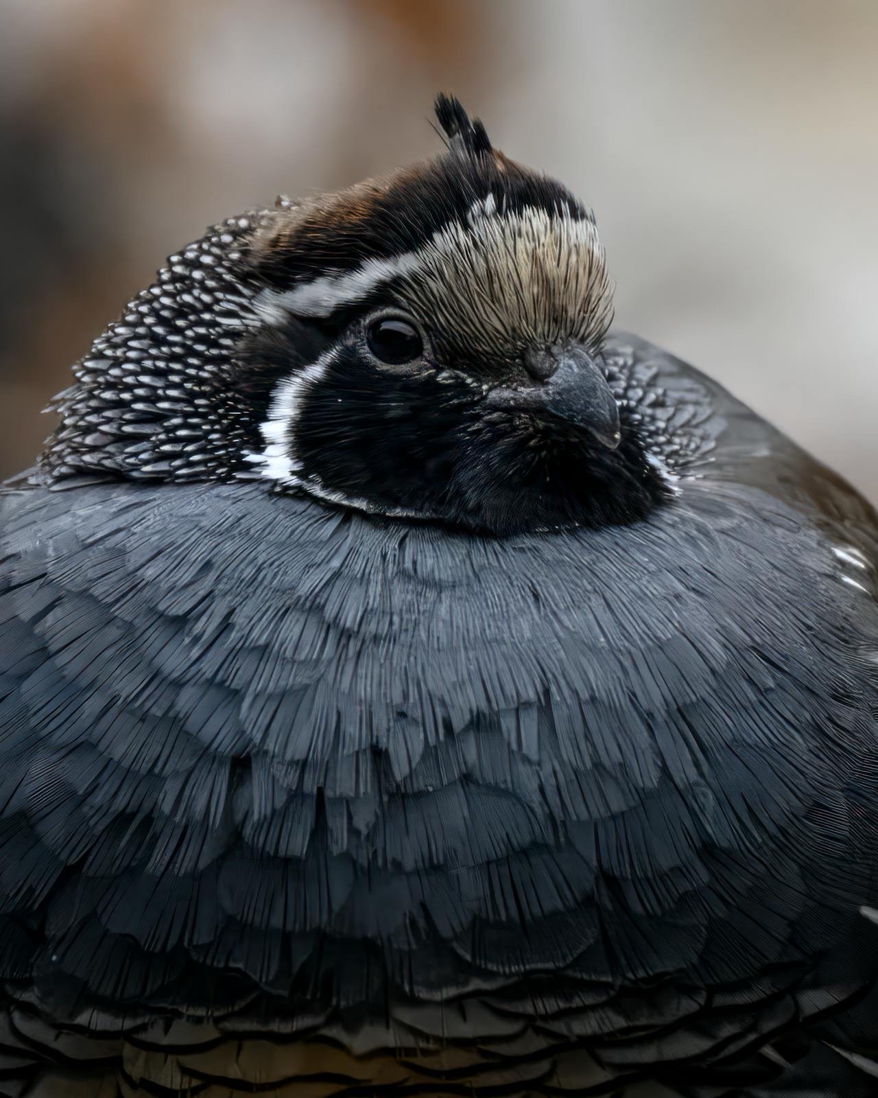 Quail's Cozy Strategy Against the Chill