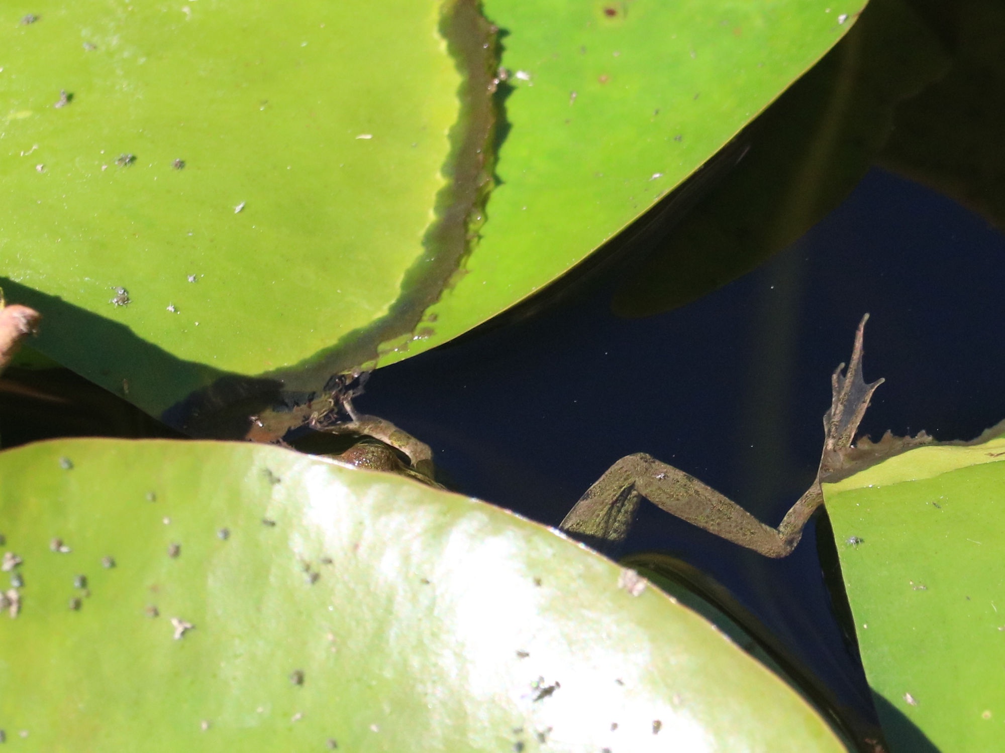 The Fascinating World of Frogs: Nature's Little Wonders!