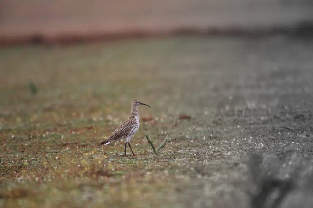 The Northern Curlew: A Species Lost Forever by 2024