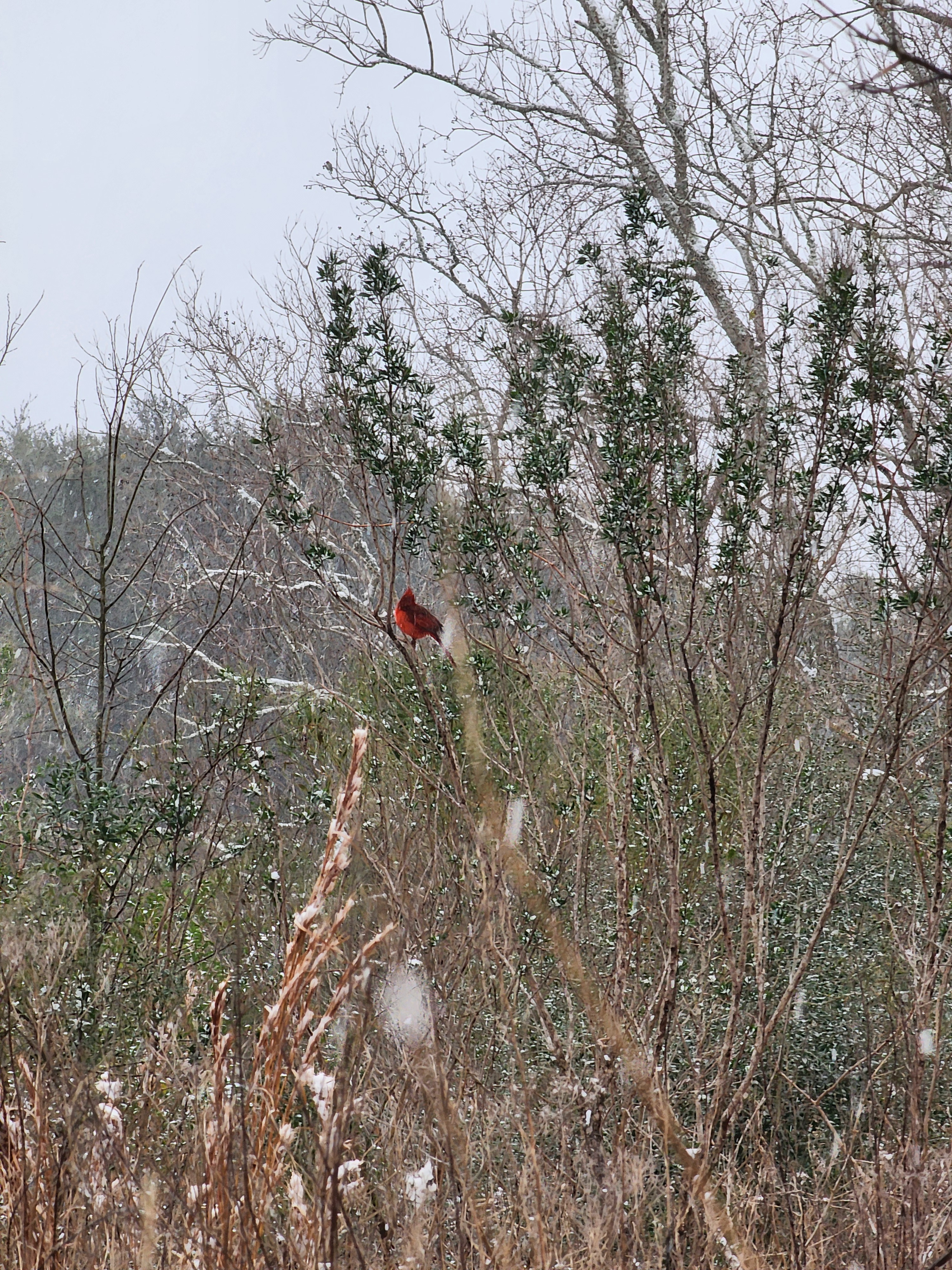 Unexpected Snowfall in Texas