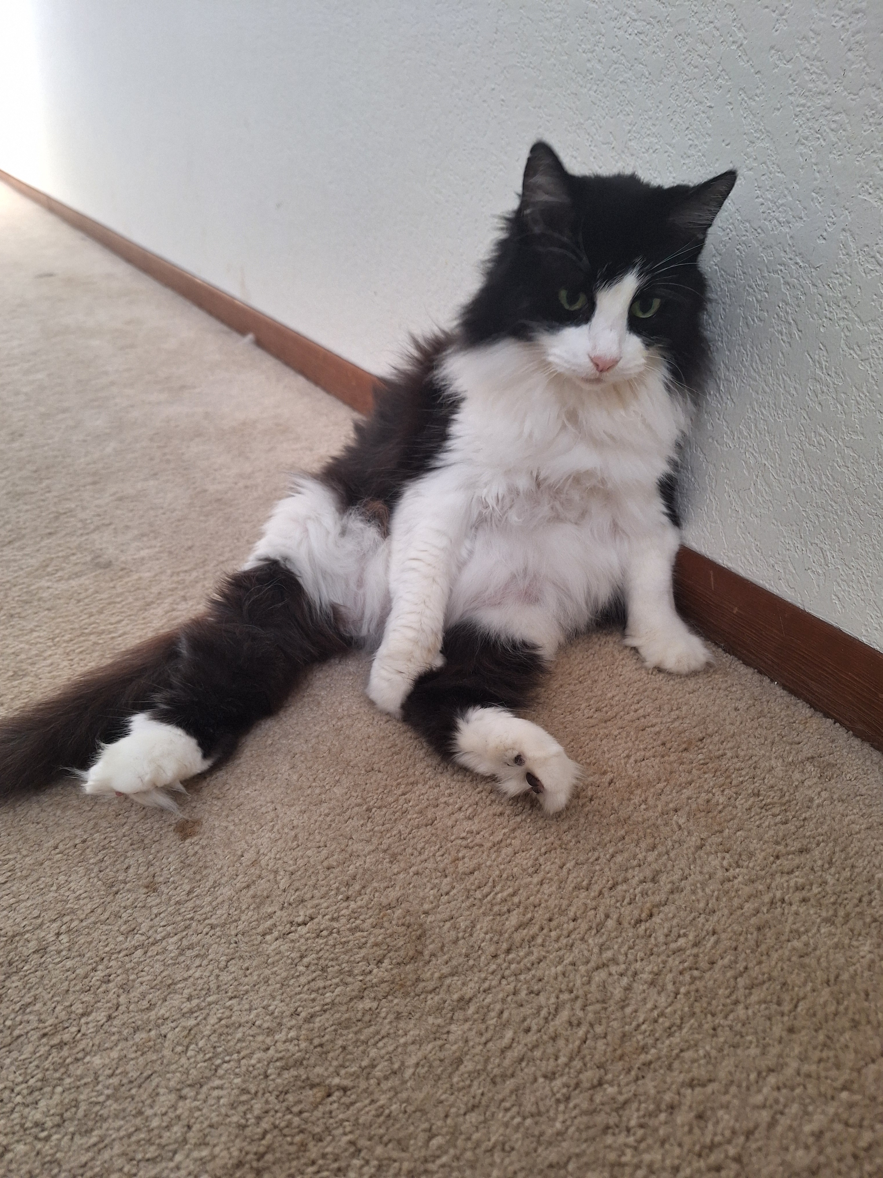 Meet My Feline Friend: A Snapshot of My Cat