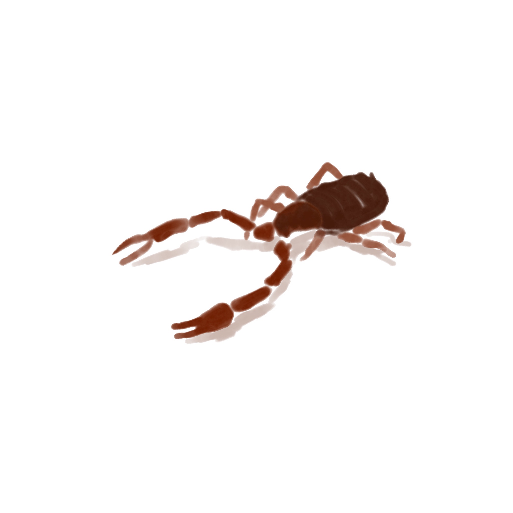 A Tiny Little Bug