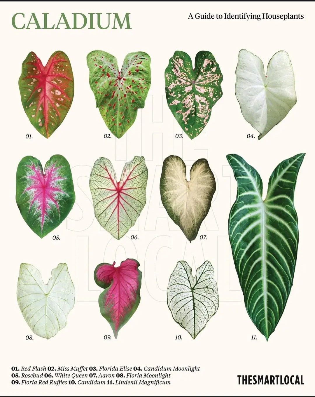 Discovering Leaf Types: The Ultimate Houseplants Guide