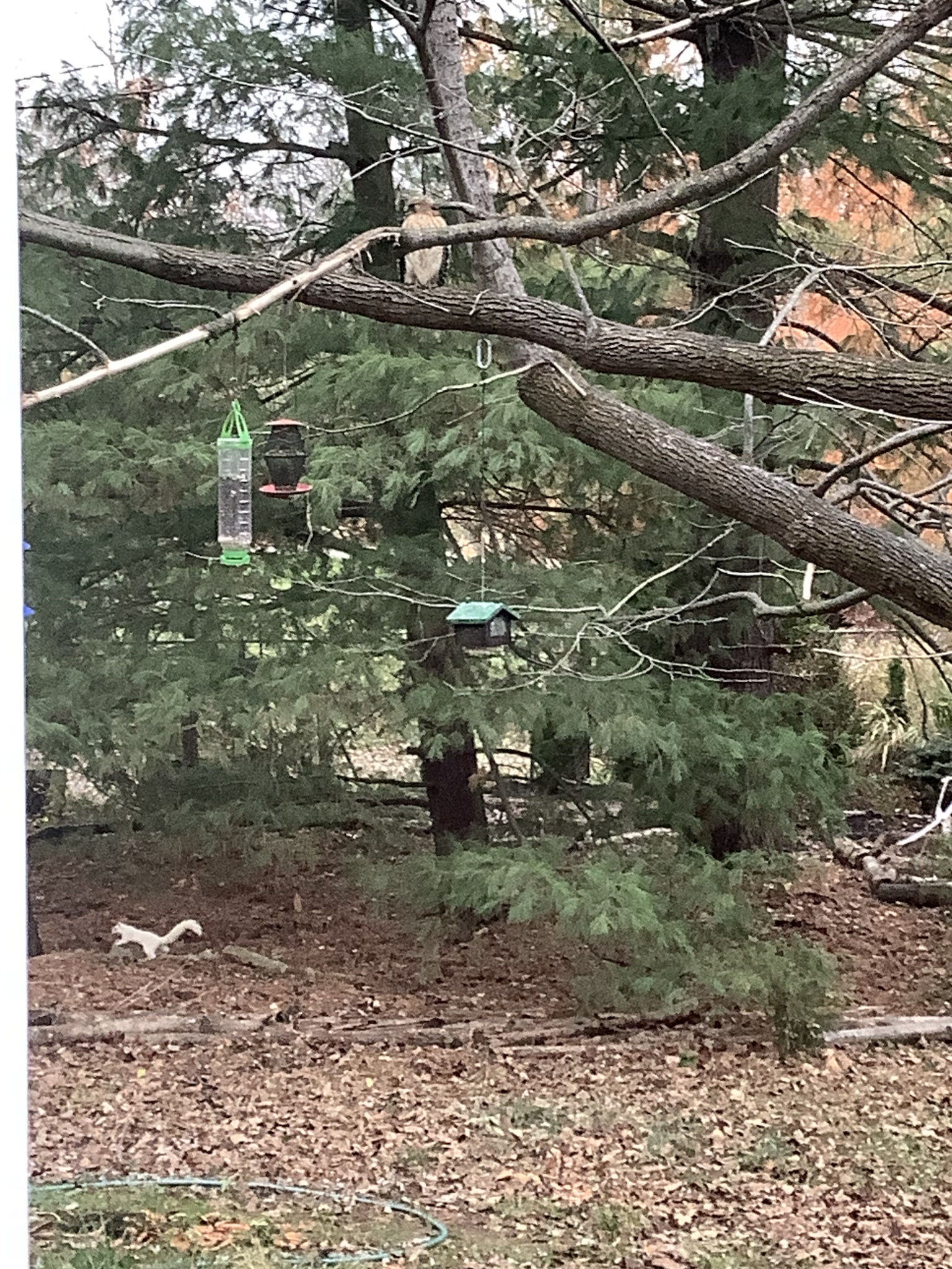 A Cooper's Hawk and an Albino Squirrel: Nature's Odd Couple