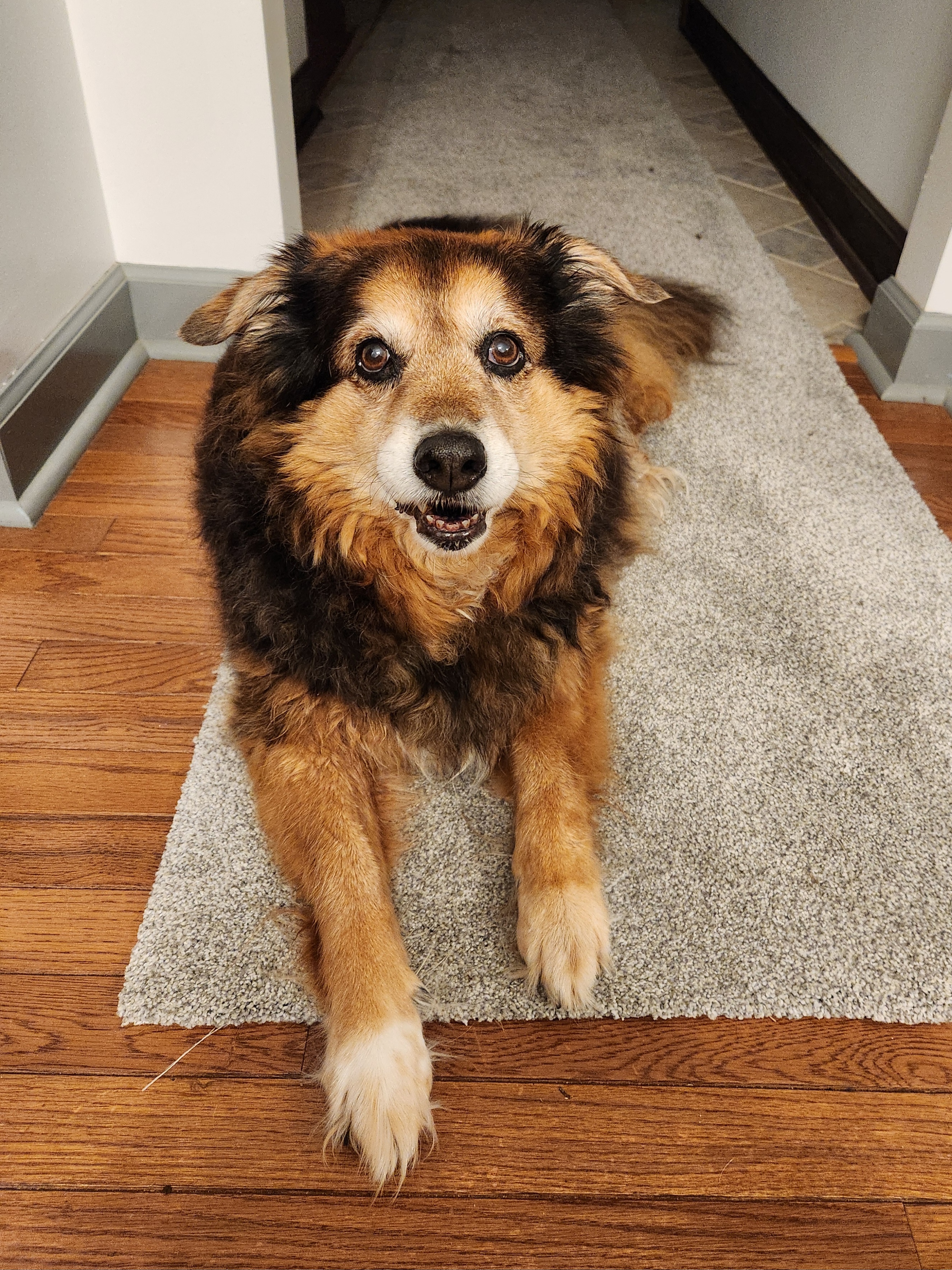 Daily Dose of Cuteness: Peanut the Dog - Day 1545