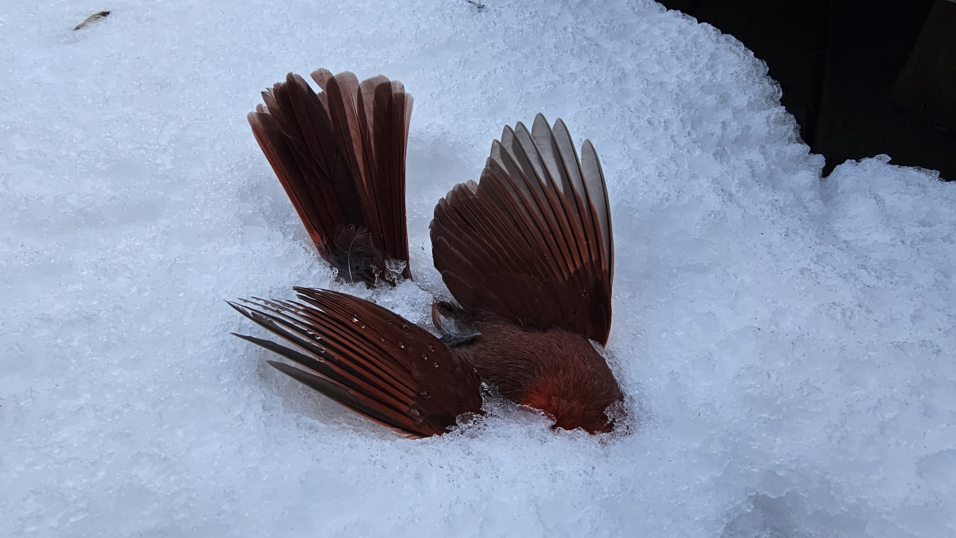 Just Found a Cardinal That Crashed into Our Window, Poor Thing!