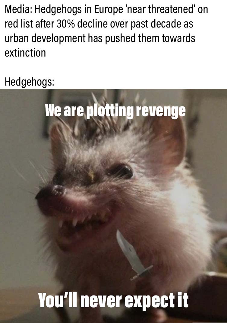 Those poor little hedgehogs
