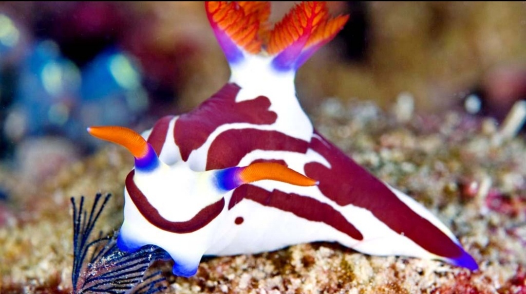 Let Me Share the Tale of the Beloved Sea Slug and the Imgur News Jubilee