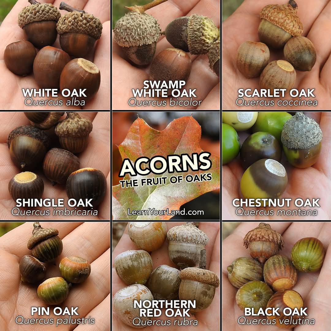 Team Acorn: Know your nuts and embrace the fun!