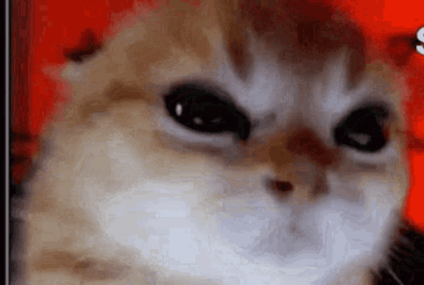 Adorable Fury: The Angry Kitten Strikes Again!