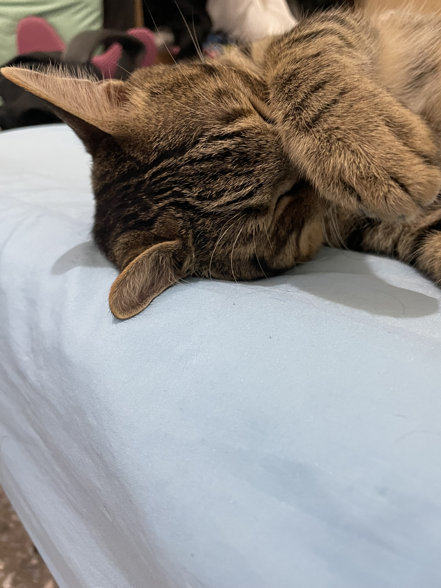 Yet Another Precious Sleeping Cat