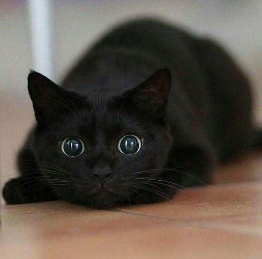 Curious Cat Investigates the Unknown