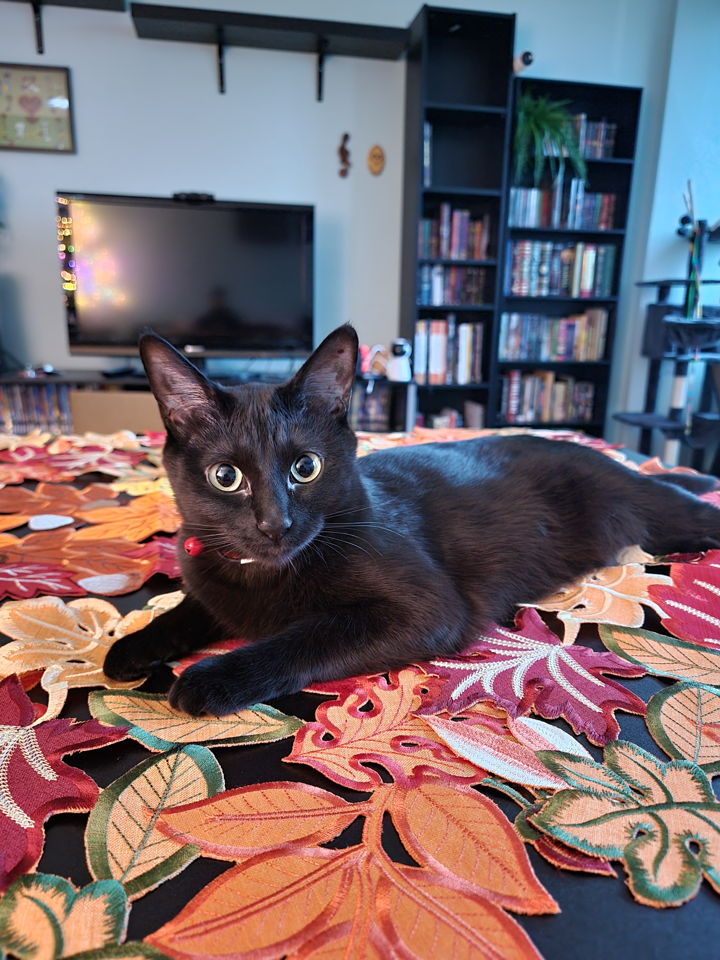 Nyx Celebrates Turkey Day with a Twist!