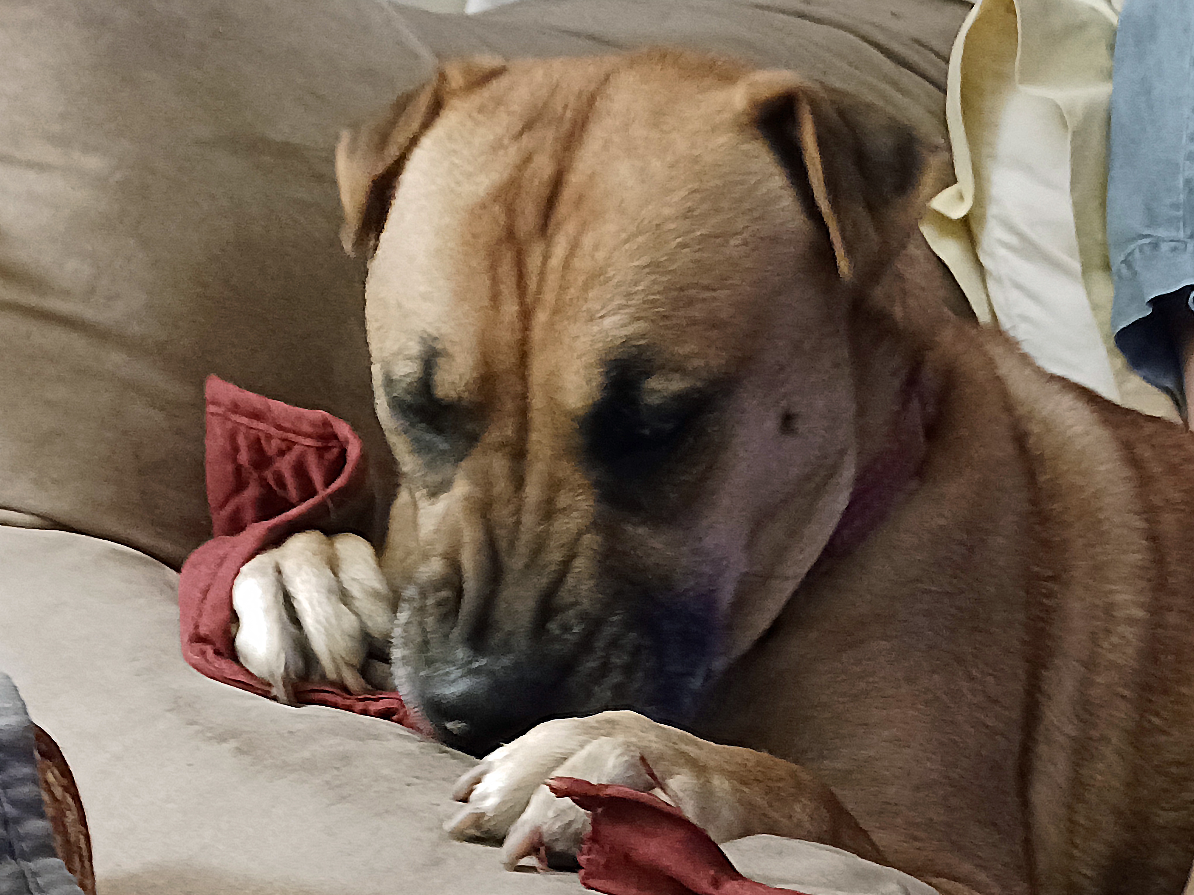 Say Hello to Our Beloved Dog, Barclay
