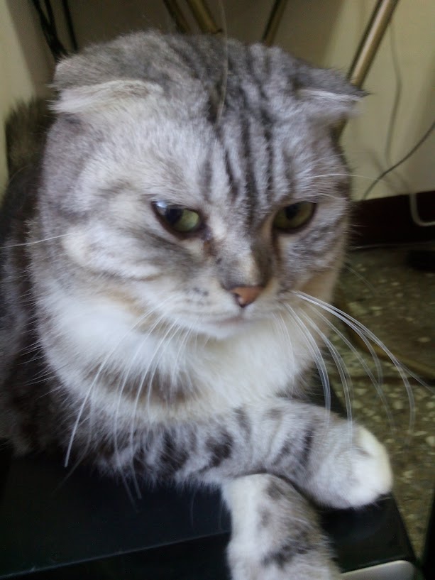 The Cat Diaries: Tales of Mischief and Cuteness