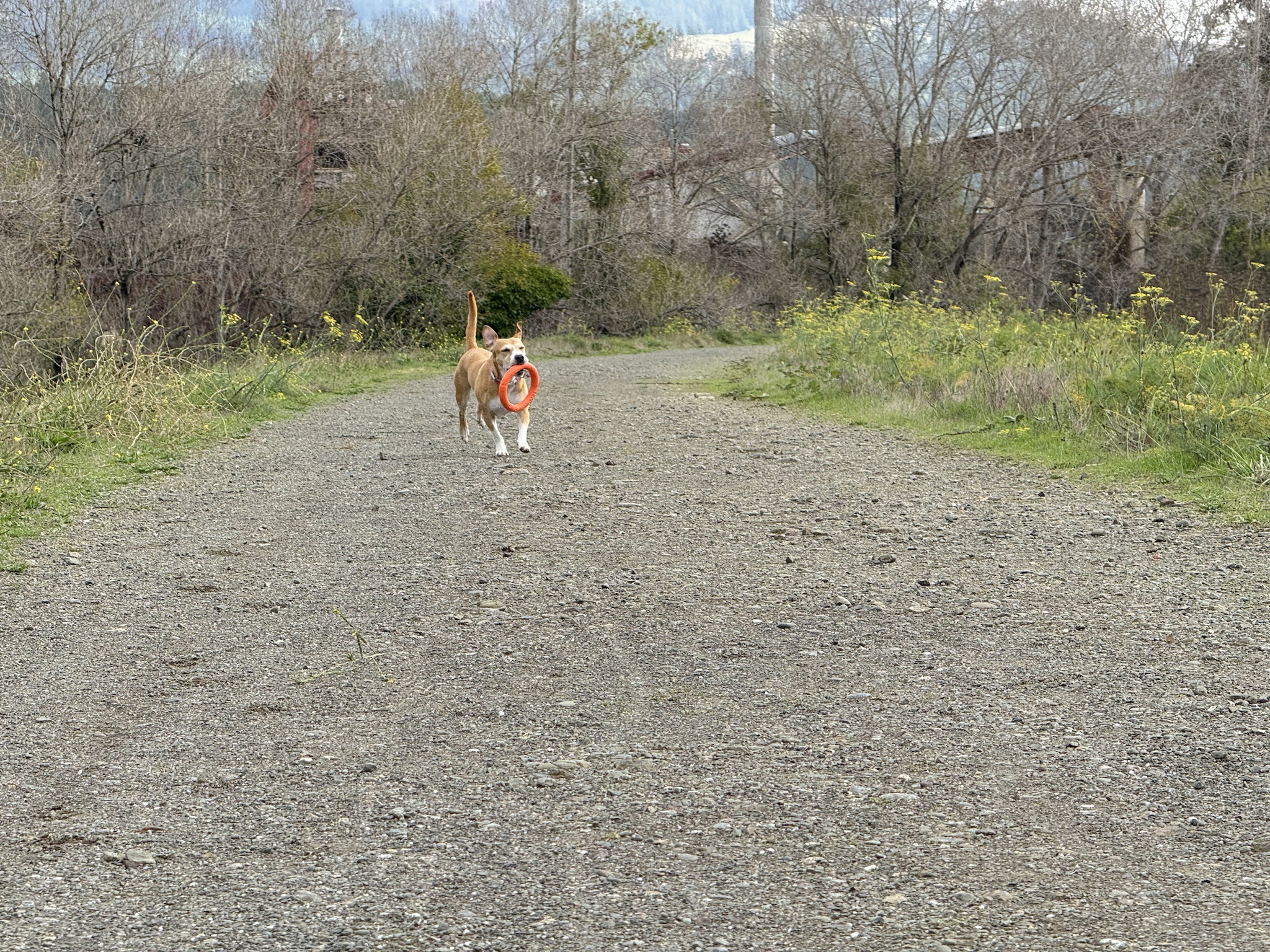 Meet Roxie: The Star of the Show!