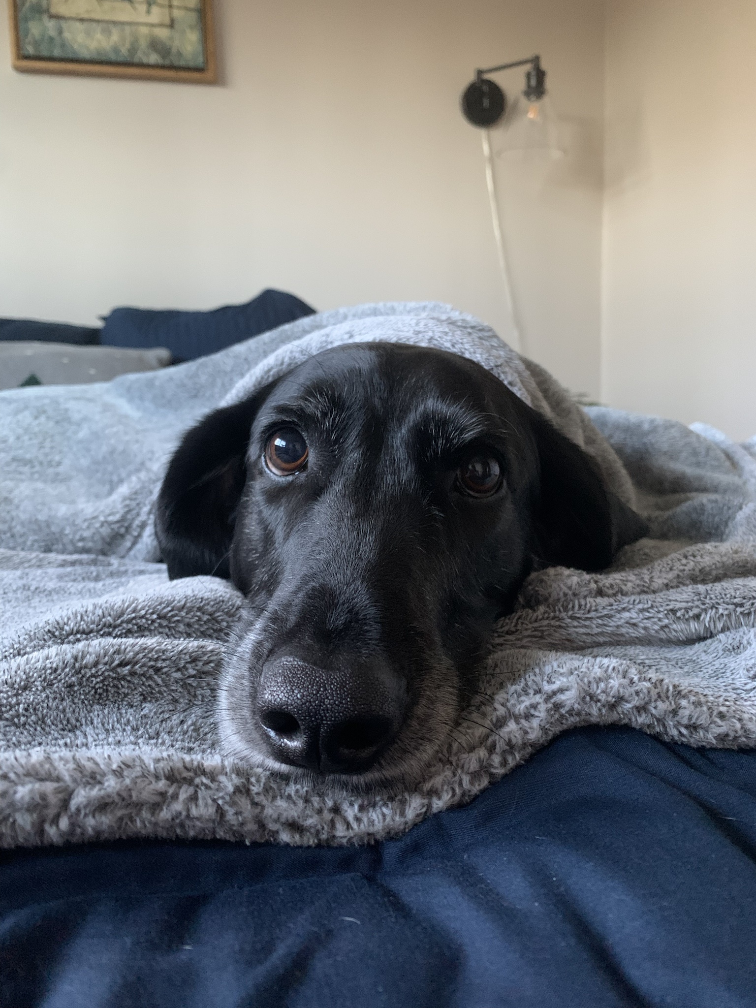Snoooooot: The Ultimate Sniffing Champion