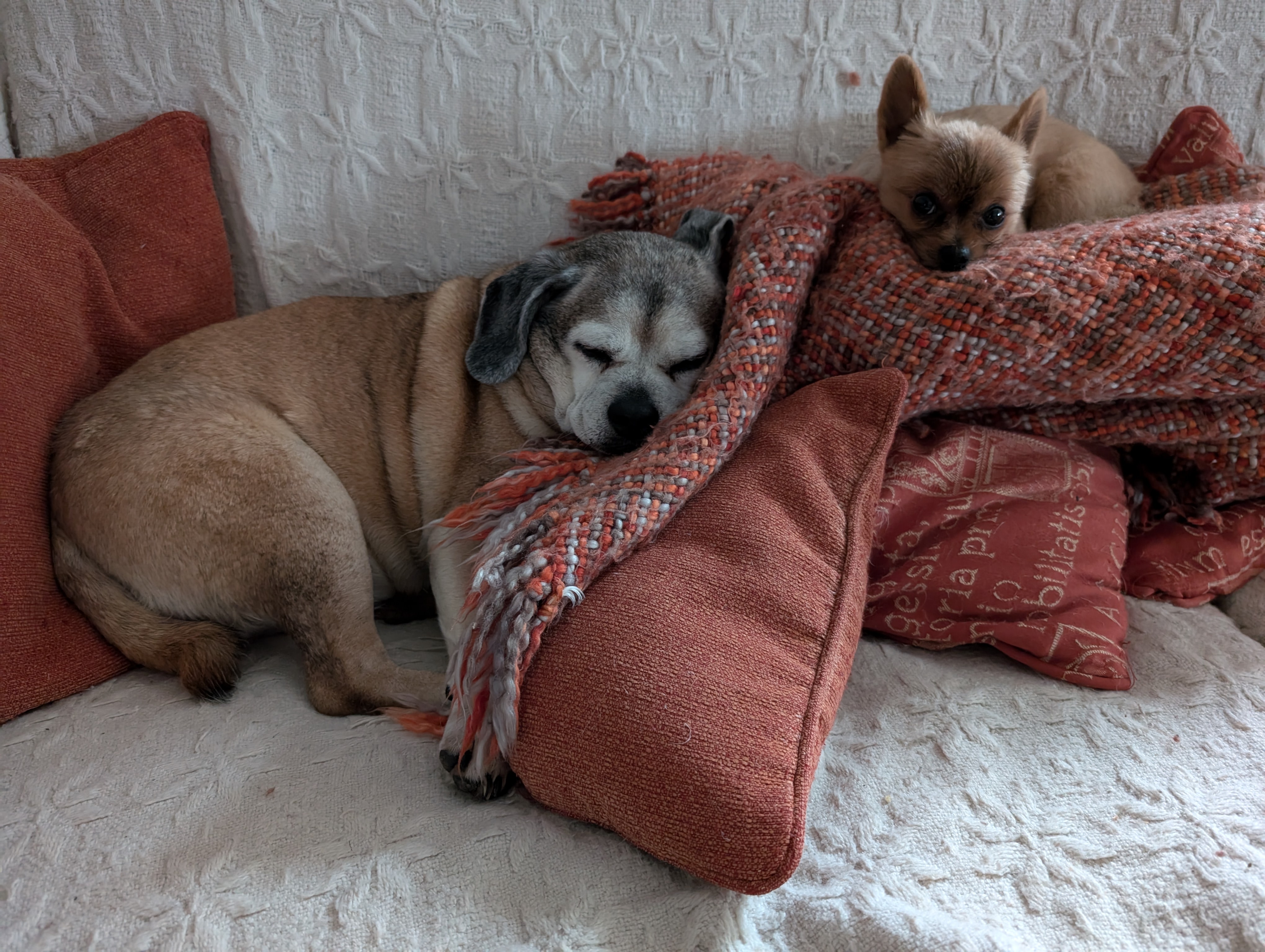 Adventures of Lily and Taz