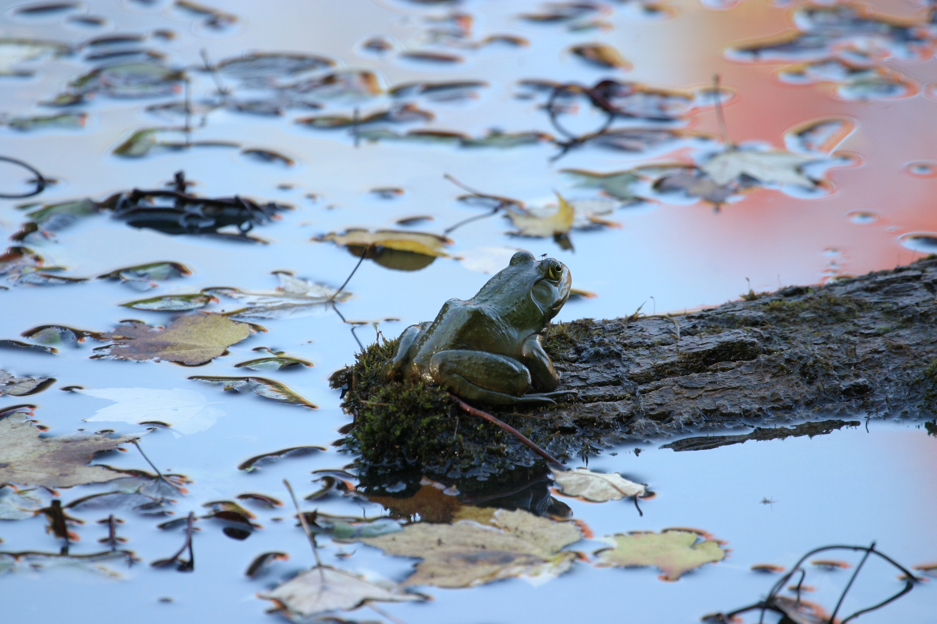 Lace Up Your Shoes: It's Time for Today's Nature Adventure!