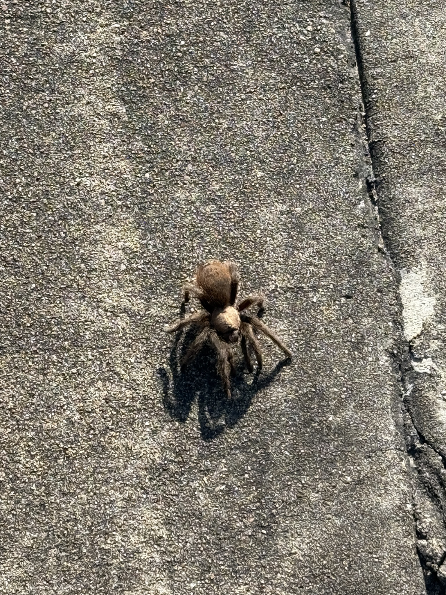 A spider crossing the road: nature's little adventure